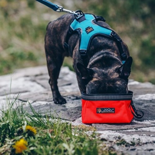 miska turystyczna joqu5.jpeg