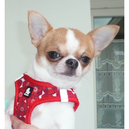 harnais-pour-chien-bordeau--kopia.jpg