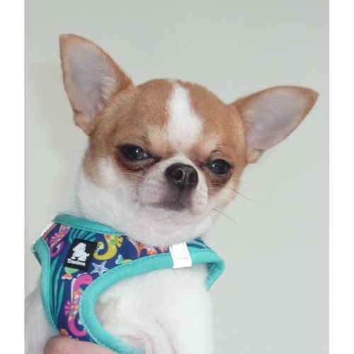 harnais-pour-chien-bleu-.jpg