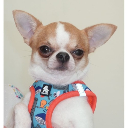 harnais-pour-chien-orange.jpg