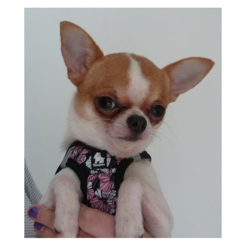 harnais-pour-chien-black.jpg