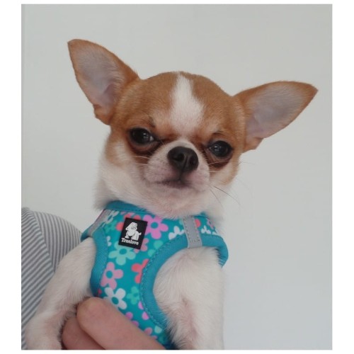 harnais-pour-chien-bleu-floral.jpg