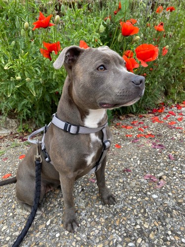 Lekkie Szelki Guard Lumen Lite Truelove