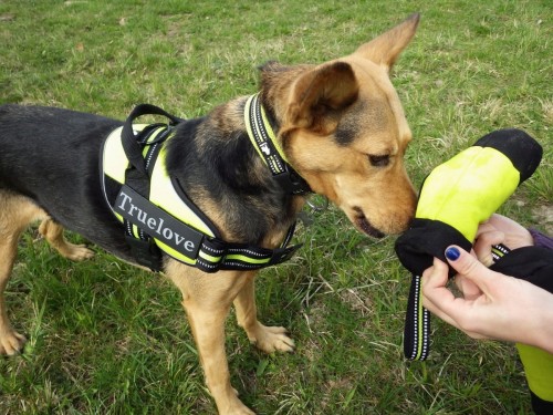 Torebka na przysmaki szarpak aport Truelove