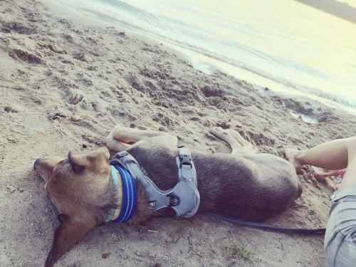 Szelki dla psa Truelove Front Line easy-walk