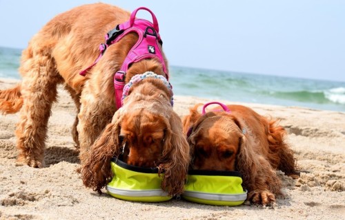 Szelki dla psa Truelove Front Line easy-walk