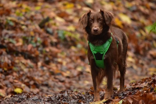 Szelki dla psa Truelove Front Line easy-walk