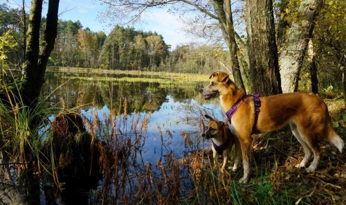 Szelki dla psa Truelove Front Line easy-walk