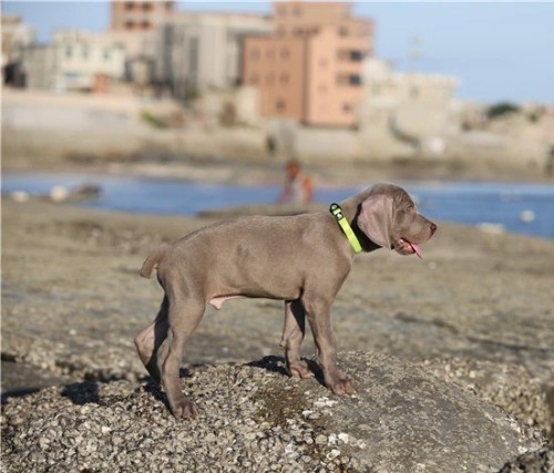 Obroża dla psa Truelove Lumen odblaskowa