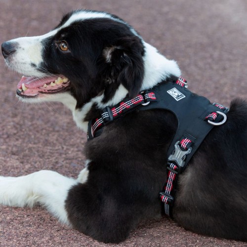 Szelki dla psa Adventure Dog Truelove Czarne