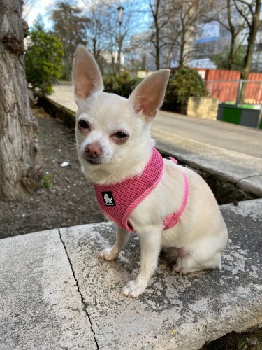 Szelki dla psa Bezuciskowe Puppy Truelove miękkie