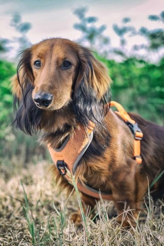 Szelki dla psa Truelove Lumen easy walk