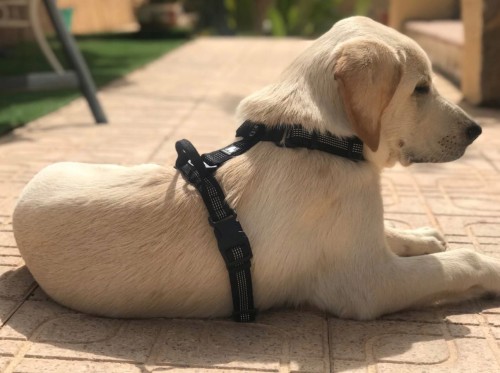 Lekkie Szelki Guard Lumen Lite Truelove