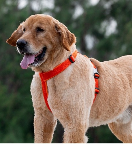 Szelki Guard dla psa Winhyepet Classic