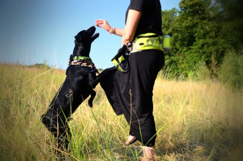 Pas-do-biegania-z-psem-dogtrekking-Truelove-orange-Marka-inny.jpeg