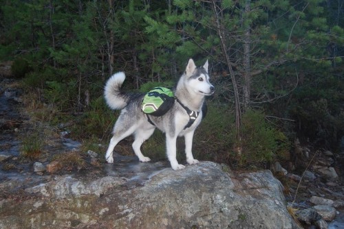 Plecak dla psa Truelove 3.jpeg