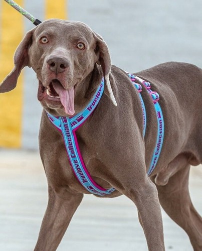 Szelki antyucieczkowe dla psa Truelove Funky