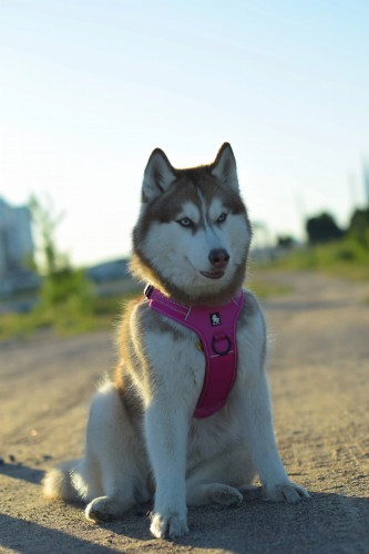 szelki Security TRUELOVE 8.jpg