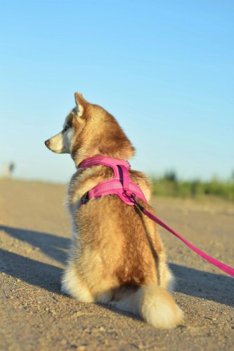 szelki Security TRUELOVE 9.jpg