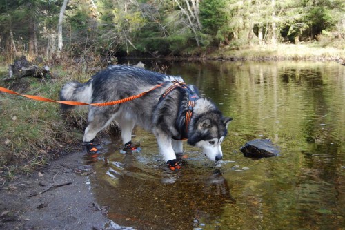 szelki Security TRUELOVE 10.jpg